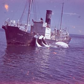 Whaling boat, Moreton Bay