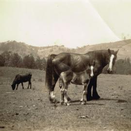 Clydesdale work horse