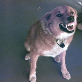Toorbul - 1960s - Buckby Family Pet Dingo