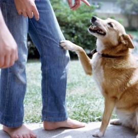 Toorbul - 1960s - Buckby Family Pet Dingo