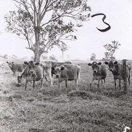 Merryvale jersey heifers