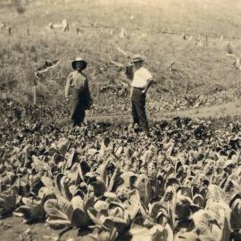 James' farm at Moorina