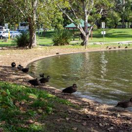 Waterbirds resting on the bank of the southern lagoon of the Centenary Lakes (Stage one) near Morayfield Road Caboolture