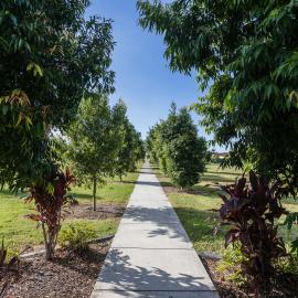 Pineapple Farm Park - corner Blatchford Street and Samsonvale Road Strathpine - footpath through park