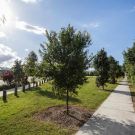 Pineapple Farm Park - corner Blatchford Street and Samsonvale Road Strathpine - footpath through park