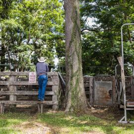 Woodford Saleyards - 129 Archer Street Woodford - farmer inspecting livestock in stockyards