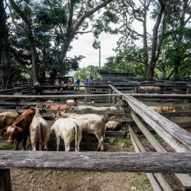 Woodford Saleyards - 129 Archer Street Woodford - cattle in multiple stockyards