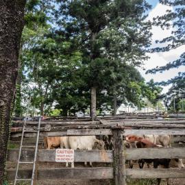 Woodford Saleyards - 129 Archer Street Woodford - cattle in multiple stockyards