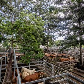 Woodford Saleyards - 129 Archer Street Woodford - catwalk and cattle in multiple stockyards