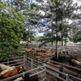 Woodford Saleyards - 129 Archer Street Woodford - catwalk and cattle in multiple stockyards