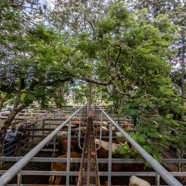 Woodford Saleyards - 129 Archer Street Woodford - catwalk and cattle in multiple stockyards