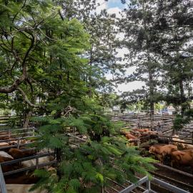 Woodford Saleyards - 129 Archer Street Woodford - catwalk and cattle in multiple stockyards