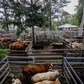 Woodford Saleyards - 129 Archer Street Woodford - cattle in multiple stockyards
