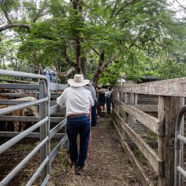 Woodford Saleyards - 129 Archer Street Woodford - auctioneer conducting an auction on one of the lots of cattle