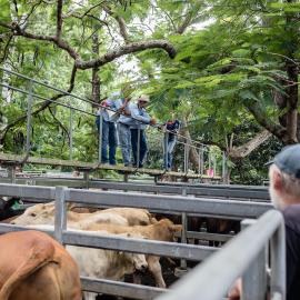 Woodford Saleyards - 129 Archer Street Woodford - auctioneer conducting an auction on one of the lots of cattle