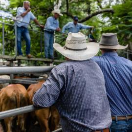 Woodford Saleyards - 129 Archer Street Woodford - auctioneer conducting an auction on one of the lots of cattle