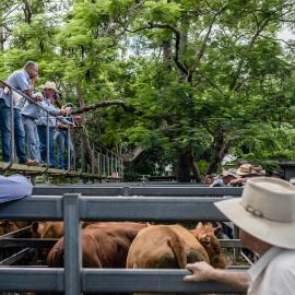 Woodford Saleyards - 129 Archer Street Woodford - auctioneer conducting an auction on one of the lots of cattle