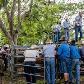 Woodford Saleyards - 129 Archer Street Woodford - auctioneer conducting an auction on one of the lots of cattle