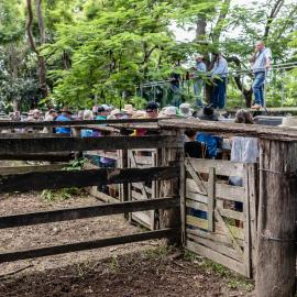 Woodford Saleyards - 129 Archer Street Woodford - auctioneer conducting an auction on one of the lots of cattle