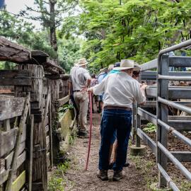 Woodford Saleyards - 129 Archer Street Woodford - auctioneer conducting an auction on one of the lots of cattle