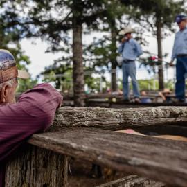 Woodford Saleyards - 129 Archer Street Woodford - auctioneer conducting an auction on one of the lots of cattle