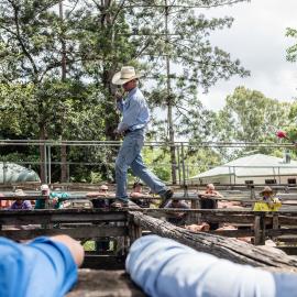 Woodford Saleyards - 129 Archer Street Woodford - auctioneer preparing to conduct an auction on one of the lots of cattle