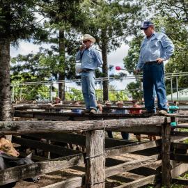 Woodford Saleyards - 129 Archer Street Woodford - auctioneer conducting an auction on one of the lots of cattle