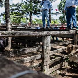 Woodford Saleyards - 129 Archer Street Woodford - auctioneer conducting an auction on one of the lots of cattle