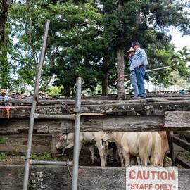 Woodford Saleyards - 129 Archer Street Woodford - auctioneer conducting an auction on one of the lots of cattle