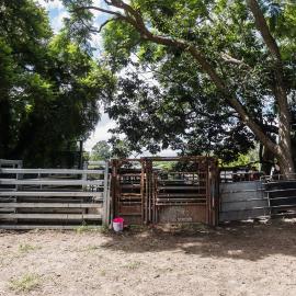 Woodford Saleyards - 129 Archer Street Woodford - cattle crush and stockyards