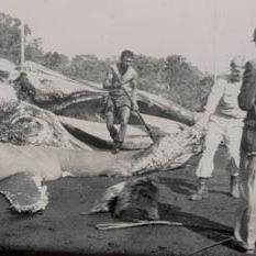 2 men cutting whale carcass