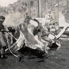 5 men working on whale carcass