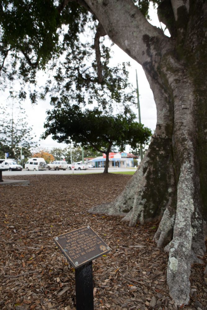 Woodford Avenue of Trees